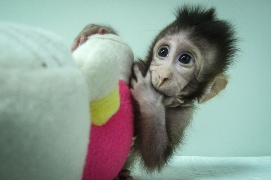 Macaco clonado