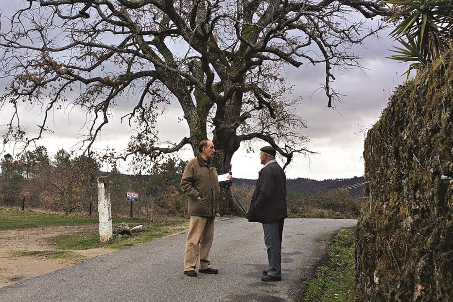 Árvore com 300 anos na Guarda