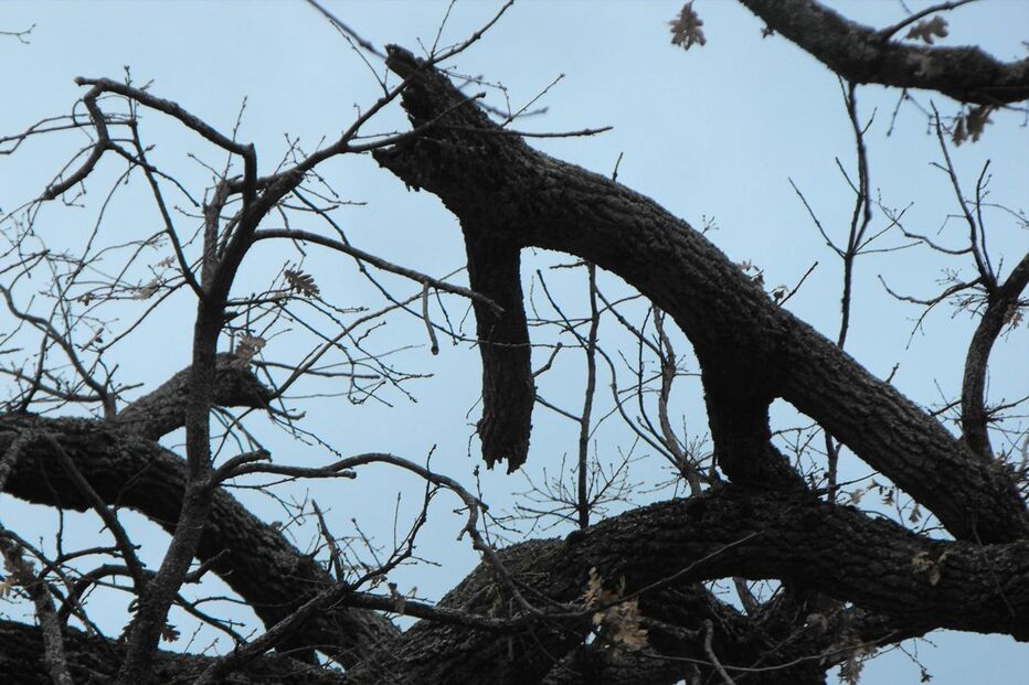 Árvore com 300 anos na Guarda
