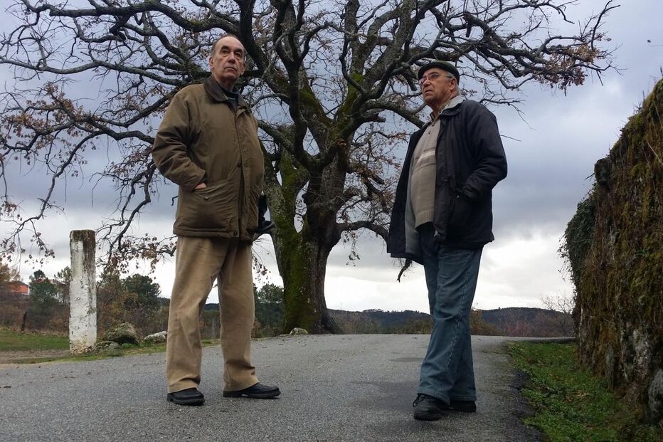 Árvore com 300 anos na Guarda