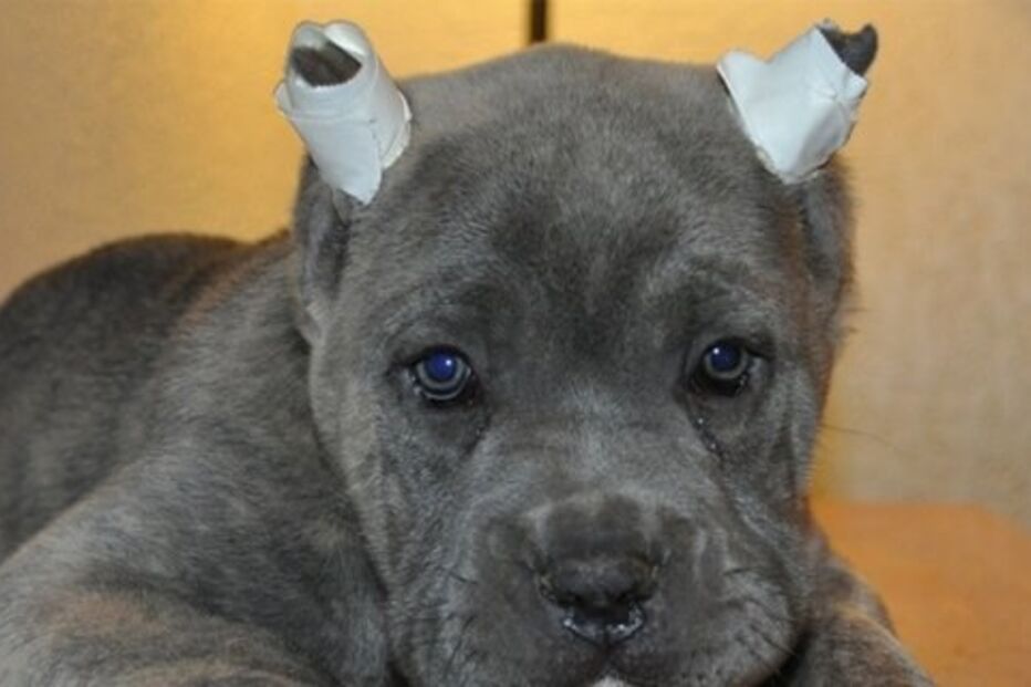 cão, guardia civil, crime, animal, saúde 