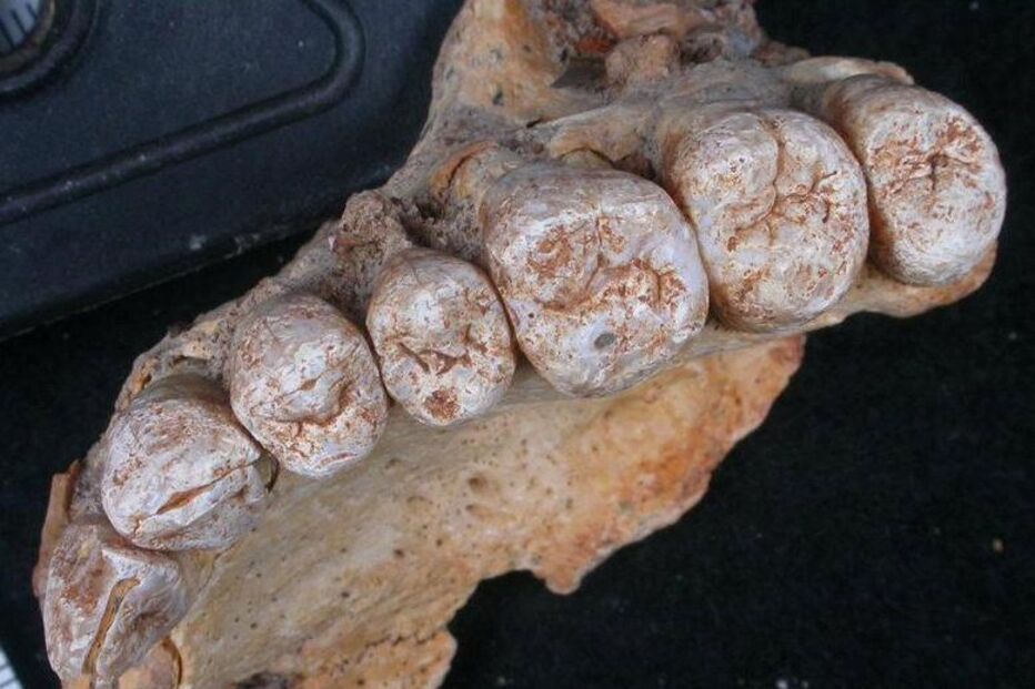 Fóssil em cavernas do Monte Carmelo, em Israel.