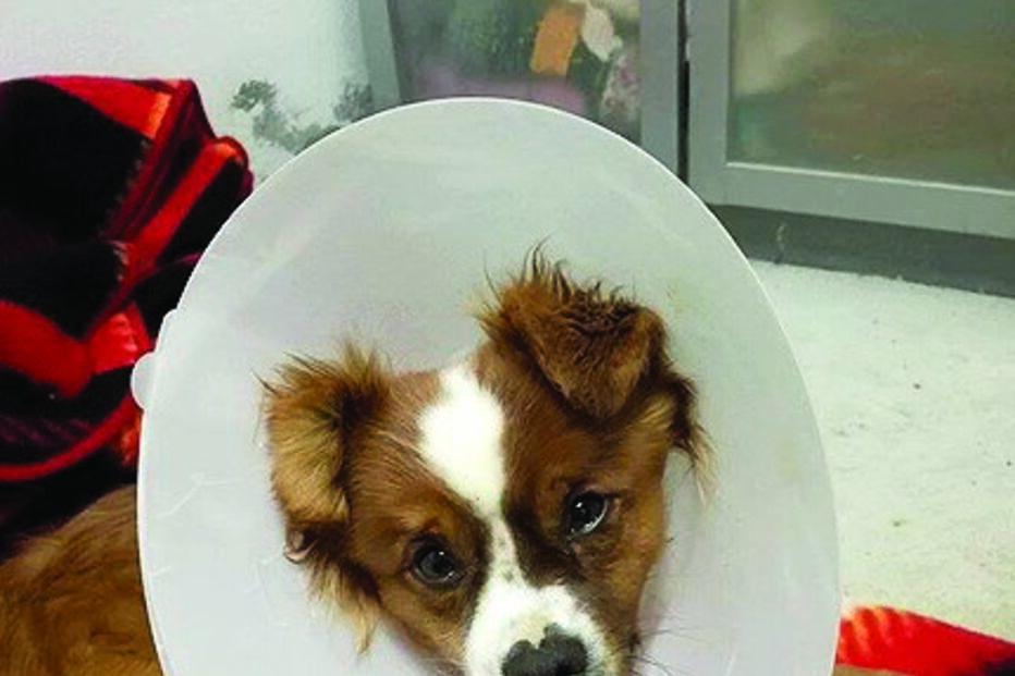 Animal tem estado a recuperar dos ferimentos