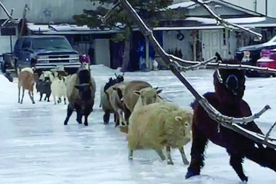 Cabras escorregam no gelo
