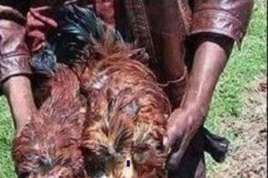 Viola duas galinhas até à morte