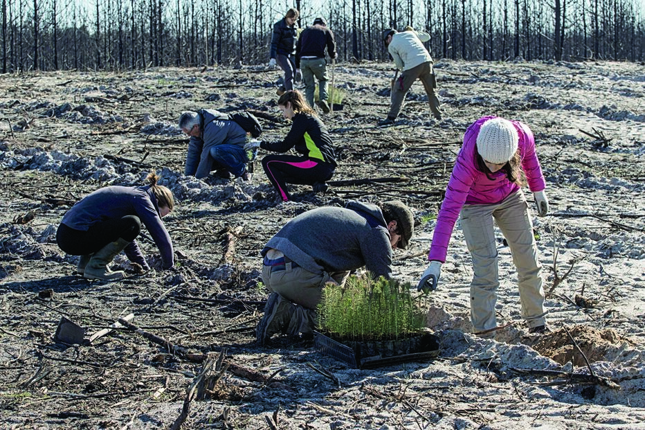 Pinhal, árvores, reflorestar, voluntários, Pinhal de Leiria, Vieira de Leiria, Marinha Grande