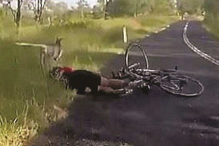 canguru, ciclista, Austrália