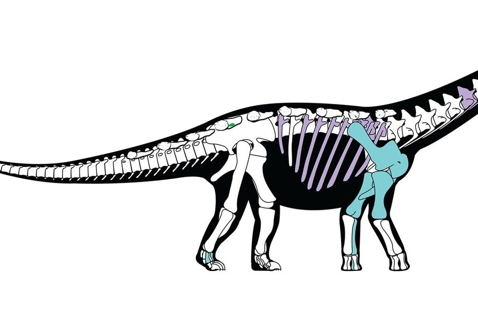 Mansourasaurus shahinae