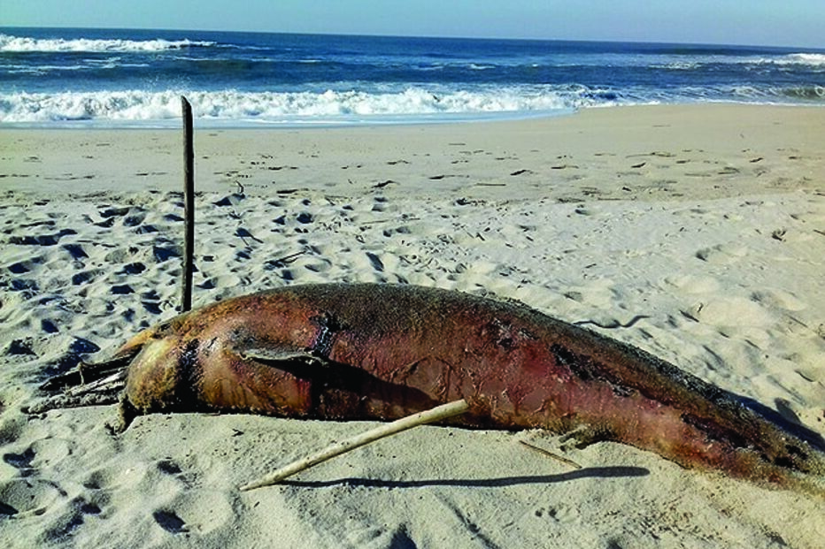 corpos, animais, Esmoriz, golfinhos