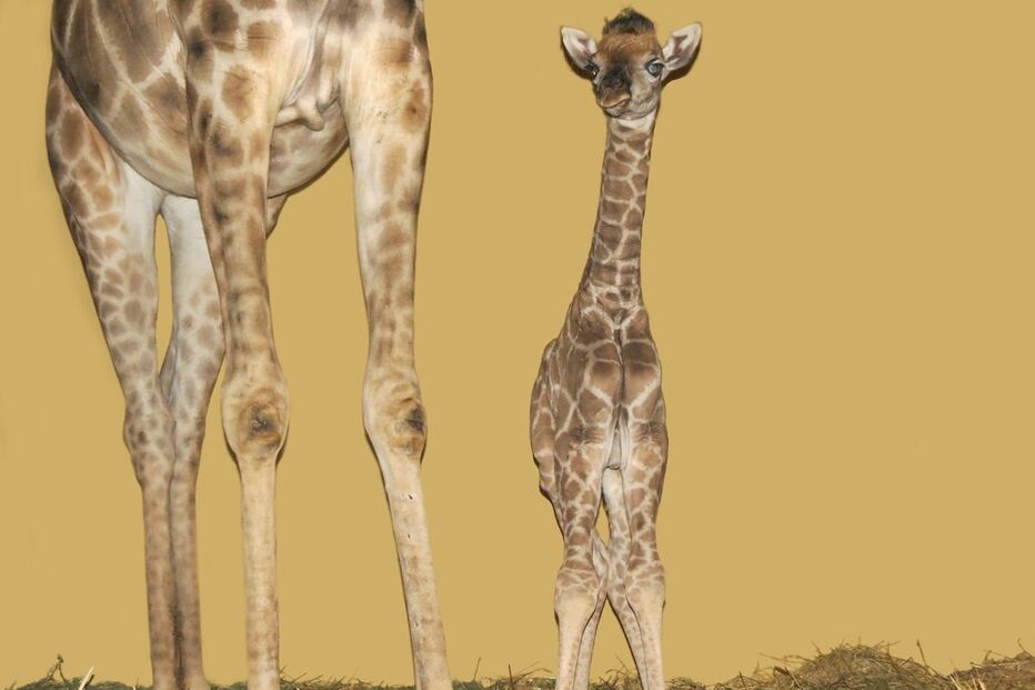 Cria de girafa é a nova residente do Jardim Zoológico de Lisboa