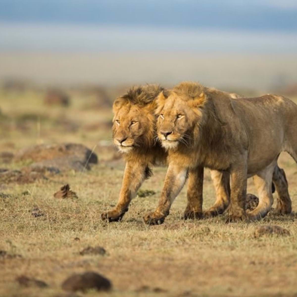 Jardim Zoológico inglês alvo de críticas por cobrar jogo da corda com leões  e tigres – Observador