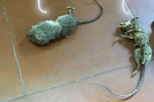 2018-02-01_15_53.13 IMG-20180201-WA0001.jpg