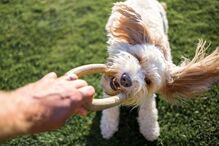 Cães
