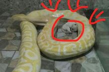 Zoo alimenta cobras com cachorros vivos