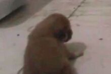 Zoo alimenta cobras com cachorros vivos