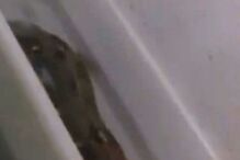 Zoo alimenta cobras com cachorros vivos