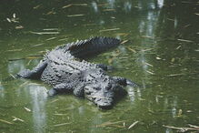 Crocodilos