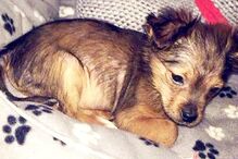 Polícia abriu investigação à morte de 'Sparky'