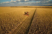 campo agrícola, campo de milho, terreno 