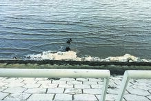 Blocos de espuma deram à margem em Lisboa, acompanhados de água mais turva 