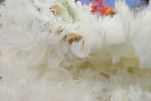 São Paulo já desfila e samba para receber o Carnaval