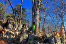 Cão morre ao enfrentar urso para salvar o dono e outros cães