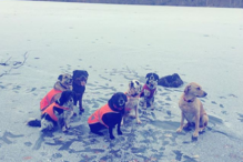 Cão morre ao enfrentar urso para salvar o dono e outros cães