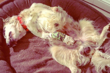 Cão morre ao enfrentar urso para salvar o dono e outros cães