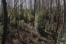 Na EN236  foi criada uma faixa de proteção, que afasta as árvores do alcatrão