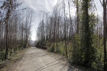 Na EN236  foi criada uma faixa de proteção, que afasta as árvores do alcatrão