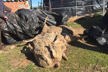 Animais mortos no último ataque 