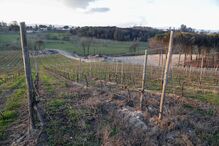 Árvores queimadas nos incêndios de 2017 em Tábua e Oliveira do Hospital