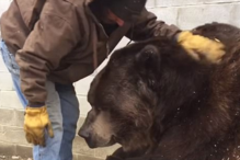 Urso de 600 quilos é consolado pelo tratador após ida ao veterinário