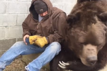 Urso de 600 quilos é consolado pelo tratador após ida ao veterinário