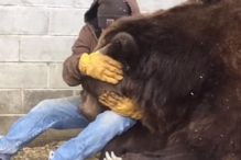 Urso de 600 quilos é consolado pelo tratador após ida ao veterinário