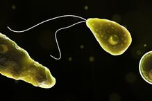 Vírus, Naegleria fowleri, ameba come cérebros