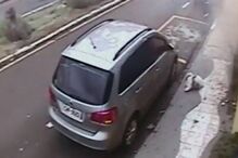 Cão, animal, França, acidente