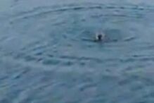 Cão bebé é devorado por crocodilo após homem o atirar a lago