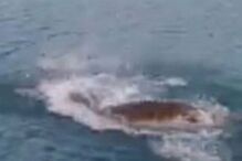 Cão bebé é devorado por crocodilo após homem o atirar a lago