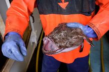 Homem usou tamboril para se masturbar