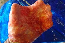 Homem usou tamboril para se masturbar