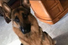 Rex foi baleado por assaltantes para proteger dono de 16 anos