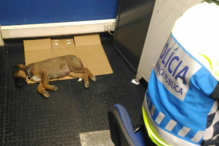 Animal foi resgatado pelos agentes da PSP que estavam de serviço