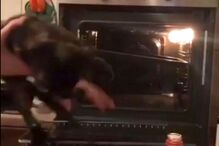 Kirill Beryozin surge a torturar o seu gato de estimação no forno