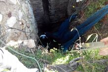 Cão resgatado de poço em Faro