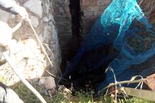 Cão resgatado de poço em Faro