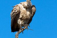 Abutres, legislação, vacas