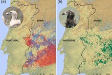 Abutres, legislação, vacas