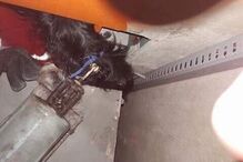 Cão salvo de elevador