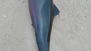 12 golfinhos mortos em apenas duas semanas na costa alentejana